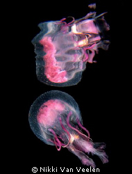 Jellyfish and reflection taken at Ras Umm Sid on a night ... by Nikki Van Veelen 